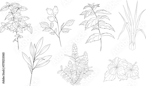 Herbal Set - 7 Hand-Drawn Botanical Line Illustrations