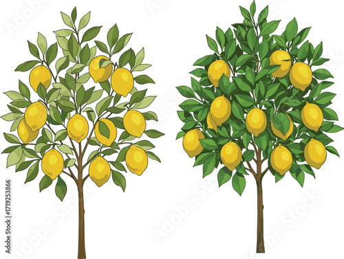 Two lemon trees side by side showing foliage density, fruit size, and color contrast for plant health and growth comparison illustration.