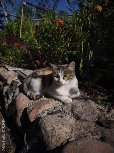 beautiful spotted cat sitting on the green background in the garden