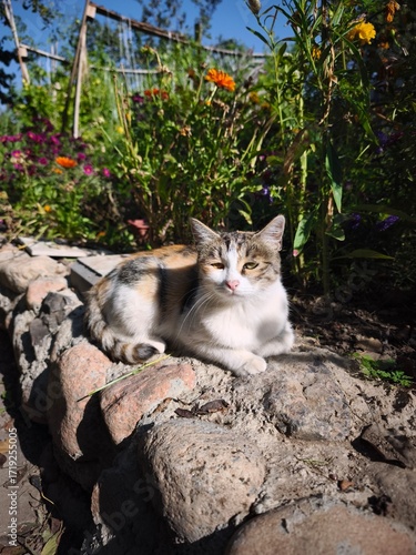 beautiful spotted cat sitting on the green background in the garden