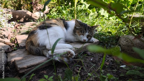 beautiful spotted cat sitting on the green background in the garden