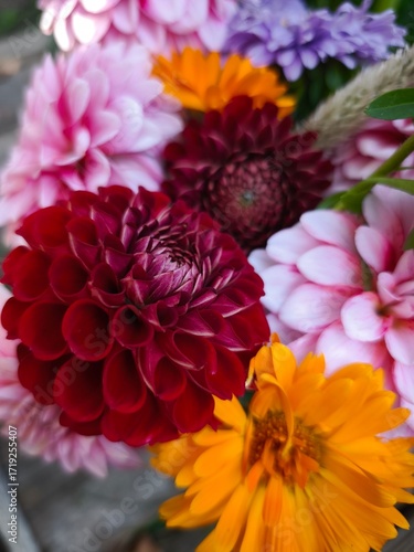 beautiful bright dahlia flowers in the garden 