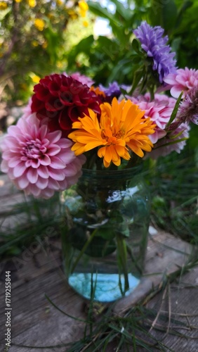 beautiful bright dahlia flowers in the garden 