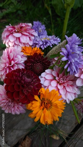 beautiful bright dahlia flowers in the garden 