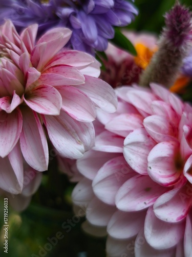 beautiful bright dahlia flowers in the garden 