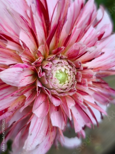 beautiful bright dahlia flowers in the garden 