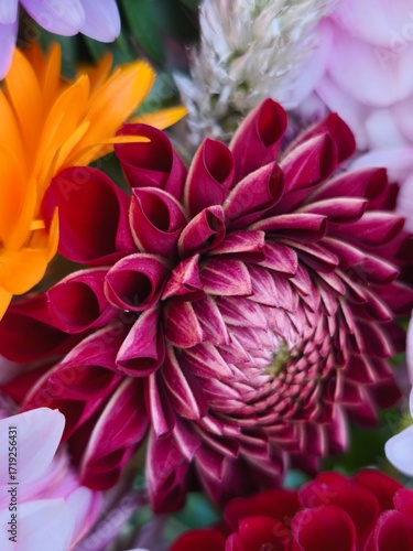 beautiful bright dahlia flowers in the garden 