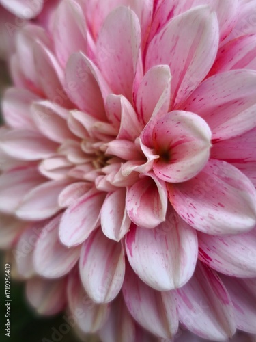 beautiful bright dahlia flowers in the garden 