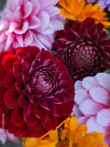 beautiful bright dahlia flowers in the garden 
