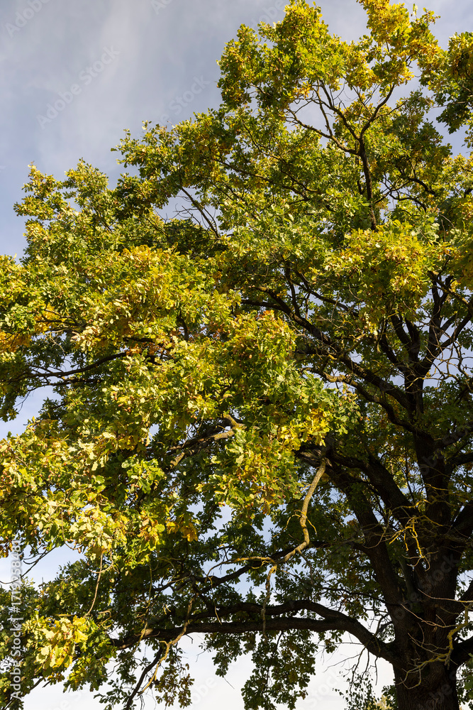 Obraz premium oak foliage in the autumn season before the fall of leaves, one oak in autumn, part of the foliage of which began to change color to yellow and orange