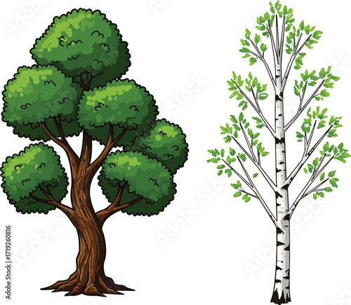 Vector illustration of two contrasting tree types with different trunks, leaf density, bark texture, and seasonal botanical structure side by side.