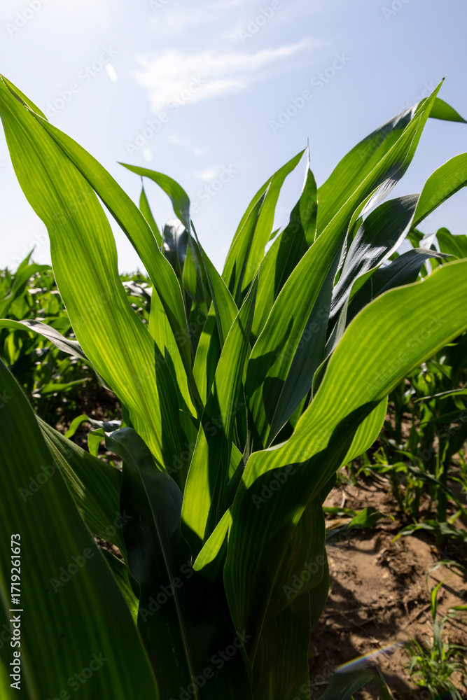 Obraz premium corn in the middle of summer in sunny weather, tall green corn in a monoculture field in the summer, used for feeding in animal husbandry