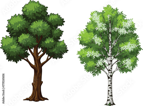 Vector illustration of two different tree species with contrasting trunks, leaf density, bark texture, and seasonal botanical characteristics side by side.
