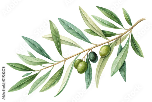 olive branch gift of harmony