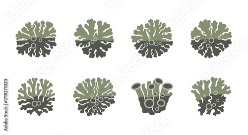 Collection of Lichen Illustrations - Diverse Forms and Textures.