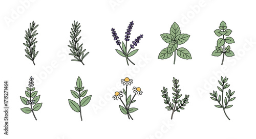 Hand drawn collection of aromatic culinary herbs and spices.