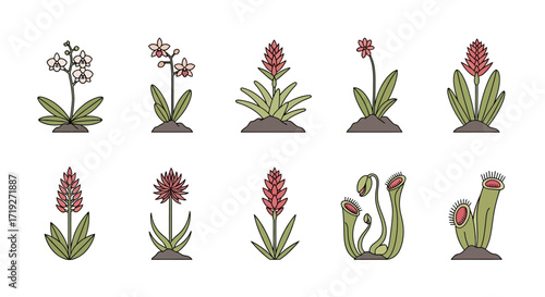Set of diverse botanical illustrations featuring flowers and carnivorous plants.