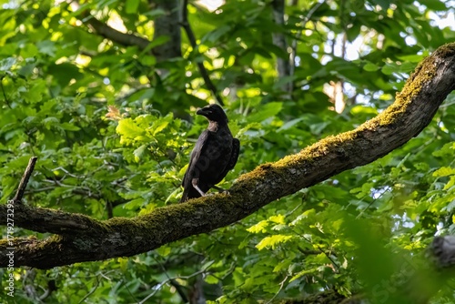 blackbird on a branch