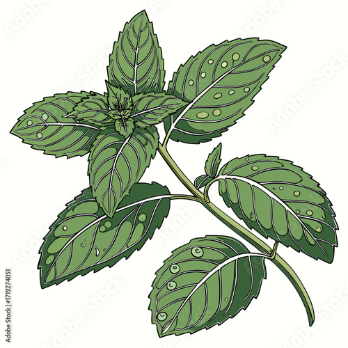 Fresh Green Mint Leaves with Water Drops