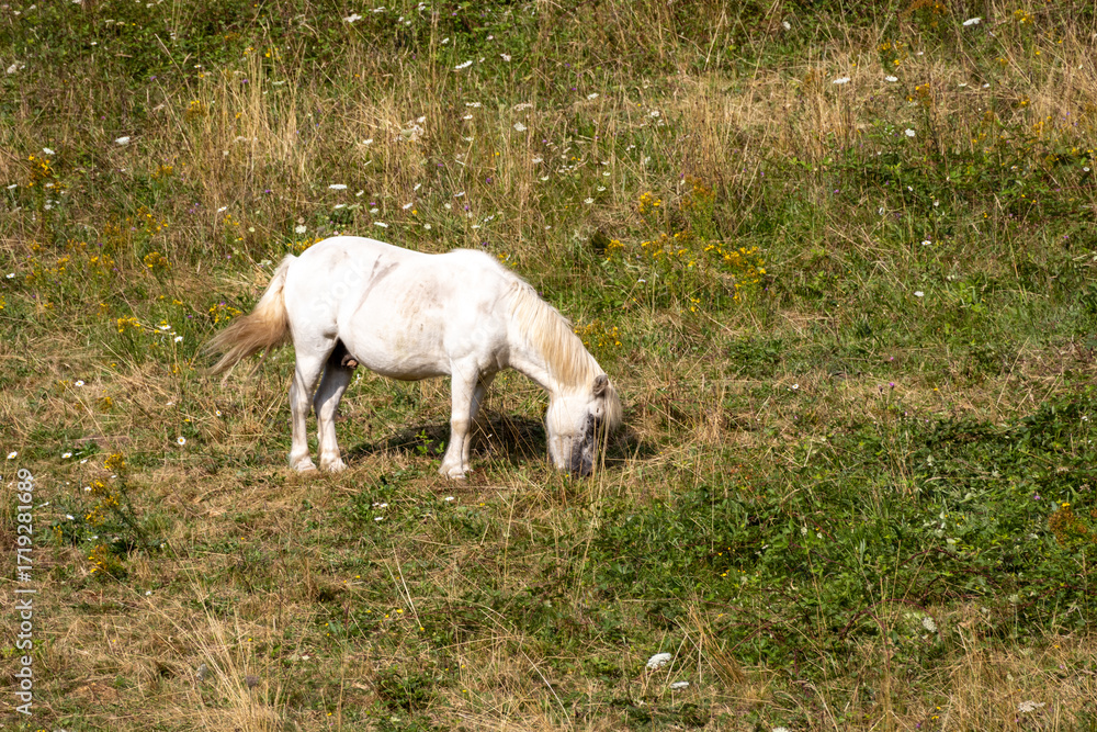 Obraz premium white horse grazing in a meadow