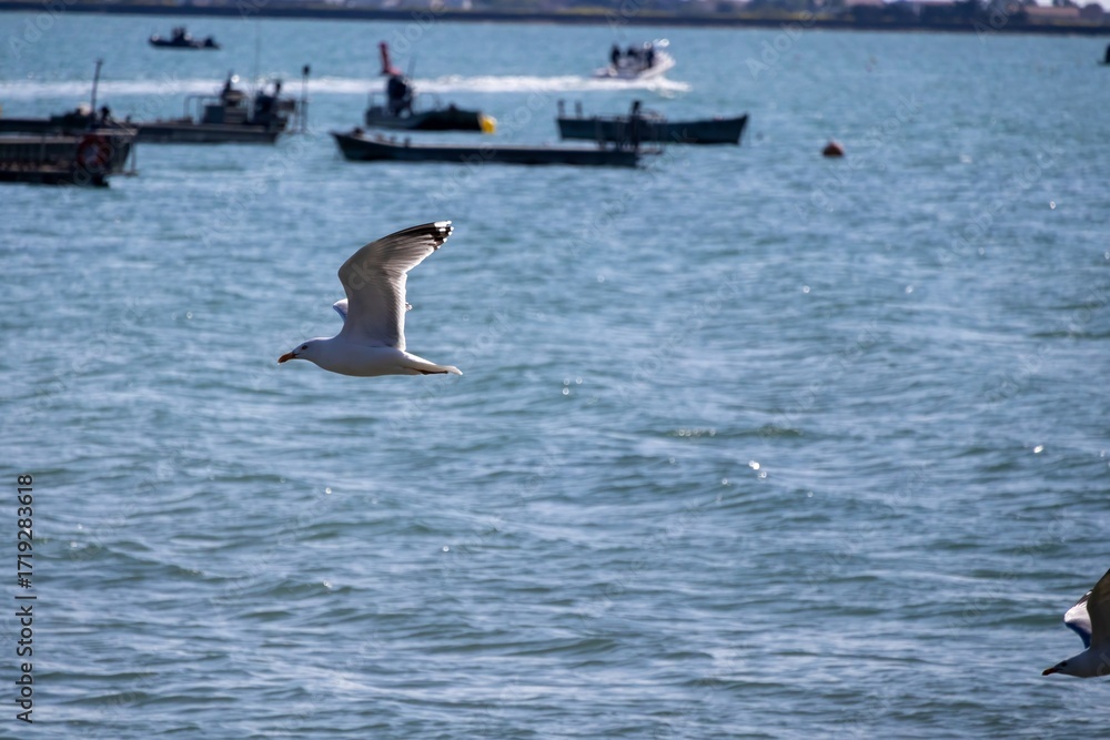 Fototapeta premium seagulls in flight