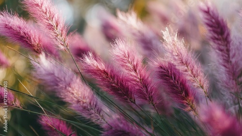 Close-up of soft pink pampas grass swaying in the wind with warm sunlight and dreamy bokeh