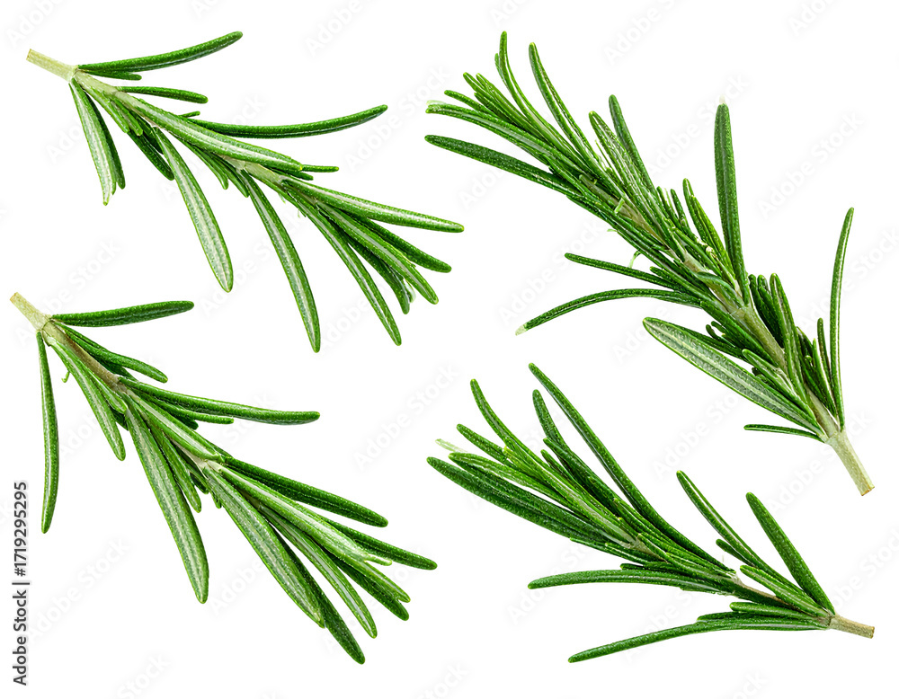 Naklejka premium Firefly_Four Sprigs of Fresh Rosemary Herb Arranged in a Pattern spice culinary isolated on