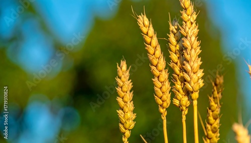Golden wheat heads against a blurred background
