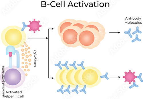 B-Cell Activation Process A Simplified Overview Vector Illustrator.