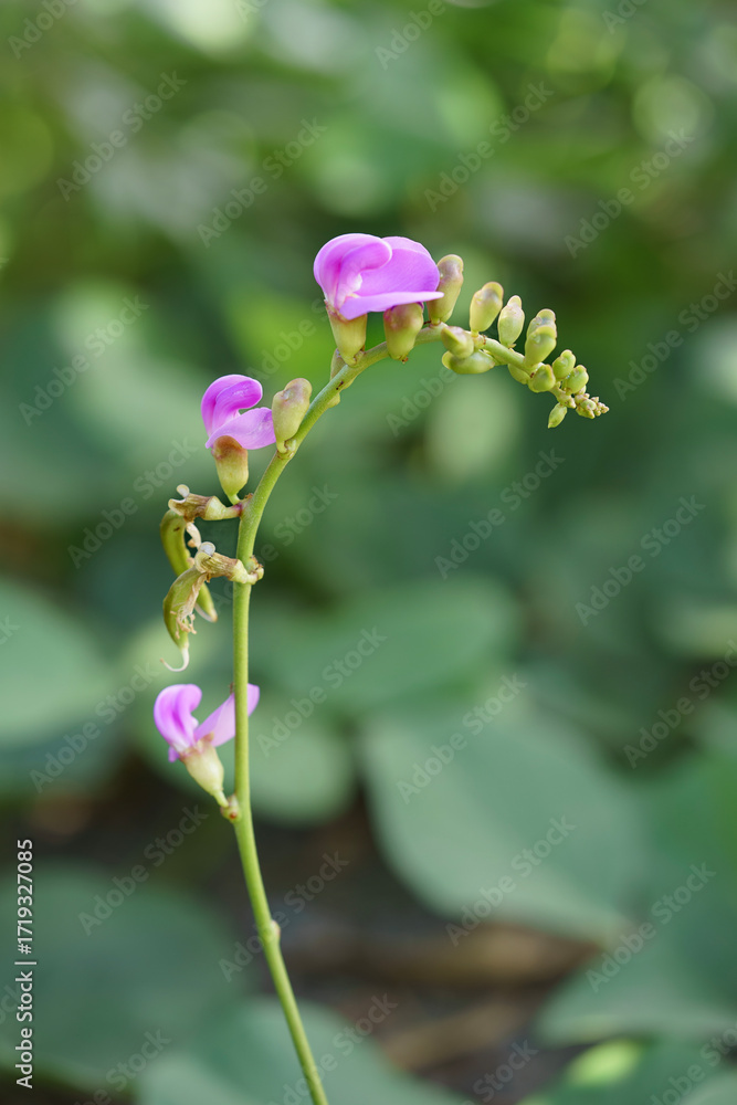 custom made wallpaper toronto digitalClose-up of pink purple beach bean (Canavalia rosea) flowers. Australian native flora