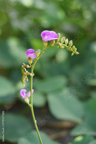 Wallpaper Mural Close-up of pink purple beach bean (Canavalia rosea) flowers. Australian native flora Torontodigital.ca