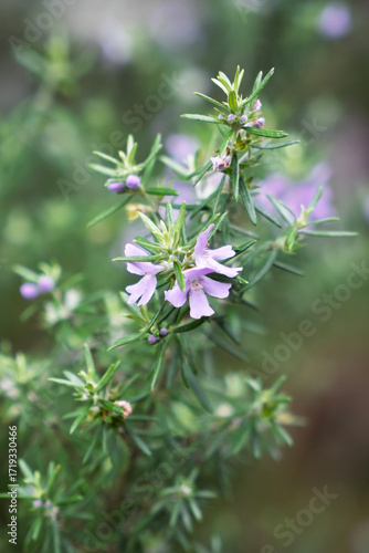 Wallpaper Mural Close-up of Coastal Rosemary (Westringia fruticosa) plant with flowers. Australian native flora Torontodigital.ca