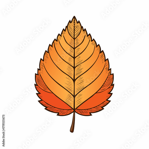 Colorful autumn birch leaf clip-art isolated on white background.