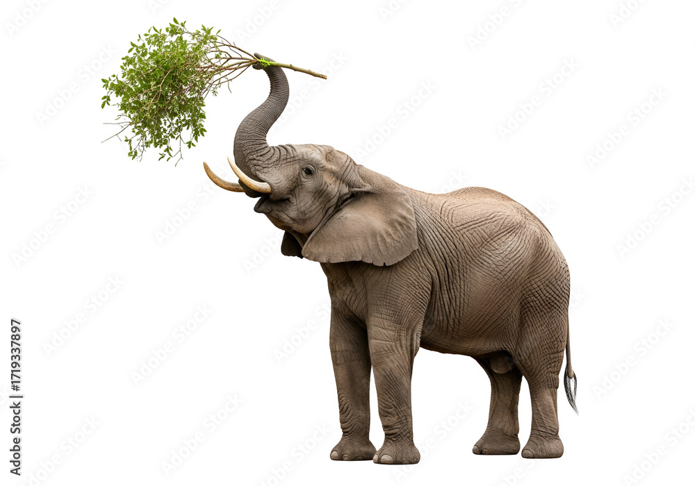 Obraz premium A magnificent African elephant reaches high to grasp a leafy branch against a stark black background.