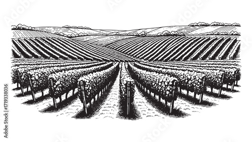 ural Vineyard Landscape Engraving Perspective View of Grape Vines and Field Rows in Vintage Woodcut Style

