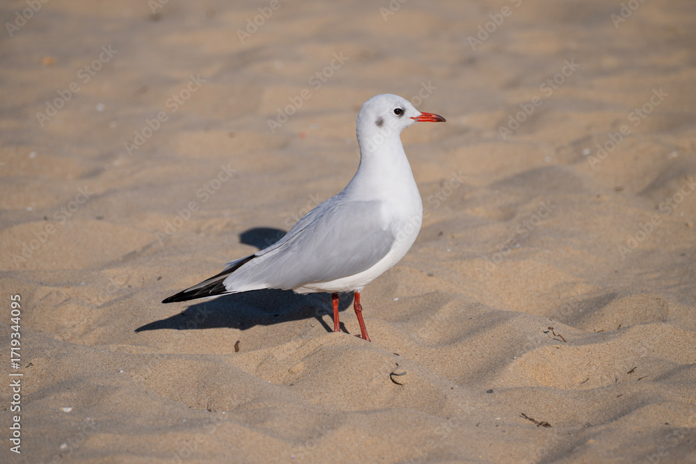 Fototapeta premium A solitary seagull stands on rippled sand, casting a sharp shadow under the sunlit sky.