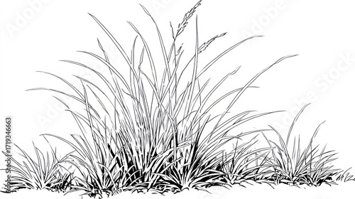 Illustration showing clumps of grass with long blades and seedheads in a black and white sketch