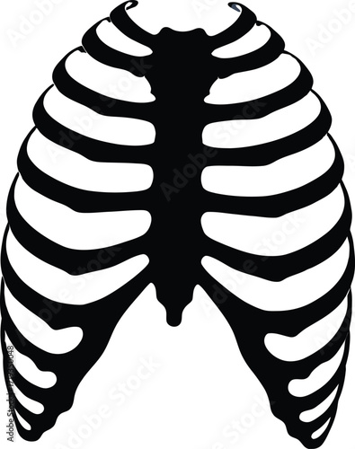 Anatomical Rib Cage Illustration Depicting Human Skeletal Structure on Transparent Background