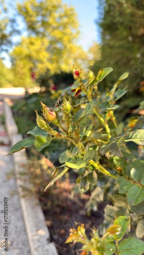 aphids on a rose