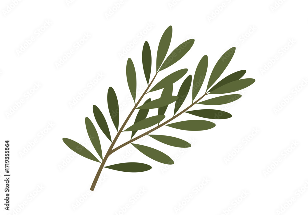 Fototapeta premium Olive branch Green leaves on brown stem angled view