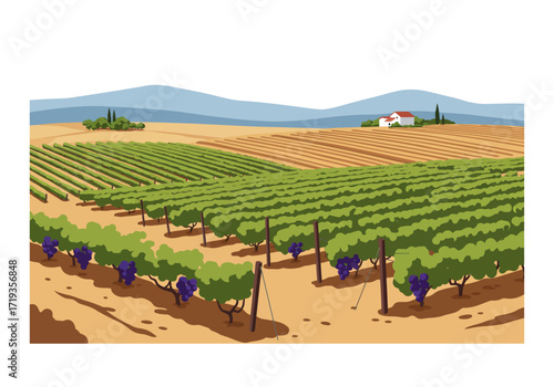 Vineyard landscape with rows of grapevines distant hills and a house