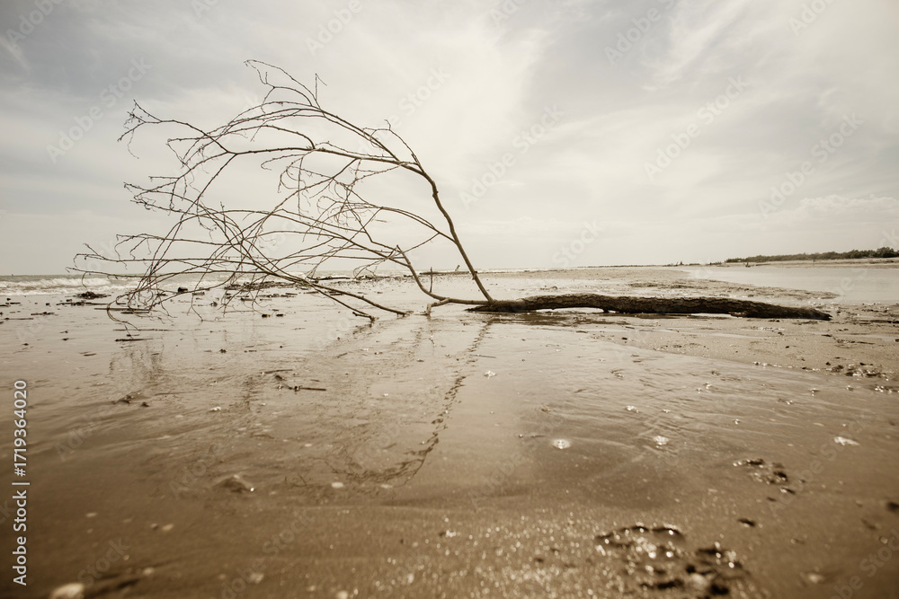 Fototapeta premium Bare tree lying on the seashore with reflection in the water horizontally