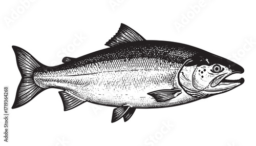salmon fish engraving vector style