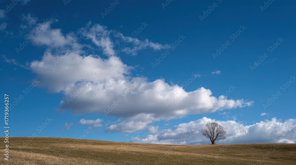 Obraz premium Lonely Tree Silhouette against a Blue Sky: A lone tree stands starkly against a vast sky, its silhouette creating a poignant contrast with the soft clouds that drift lazily overhead.