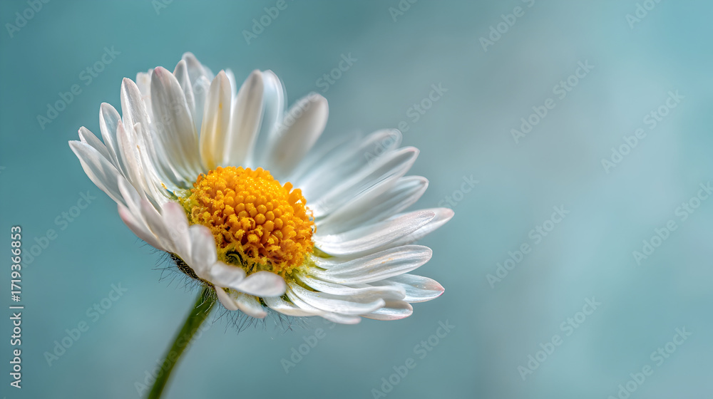 Fototapeta premium Mood-Oriented: Pure Serenity: A Daisy in Soft Light