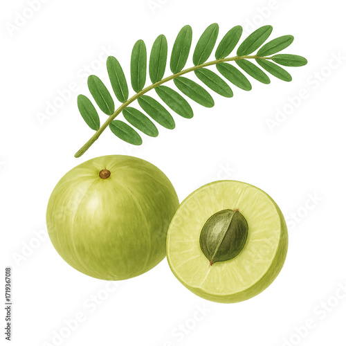 Indian gooseberry fruit with leaves watercolor botanical illustration isolated on whit