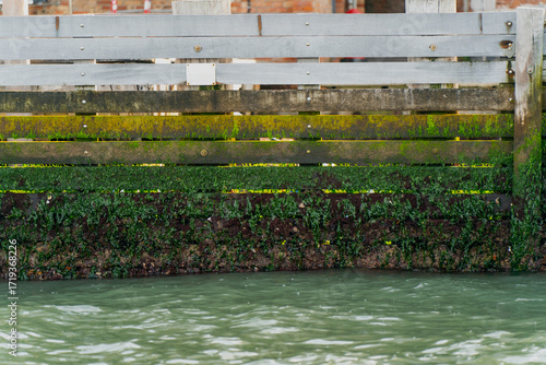 Photography Wooden canal barrier covered with green algae and moss layers above murky water