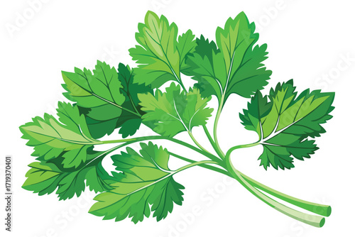 Fresh green parsley branches display vibrant leaves, isolated on a white background for clarity