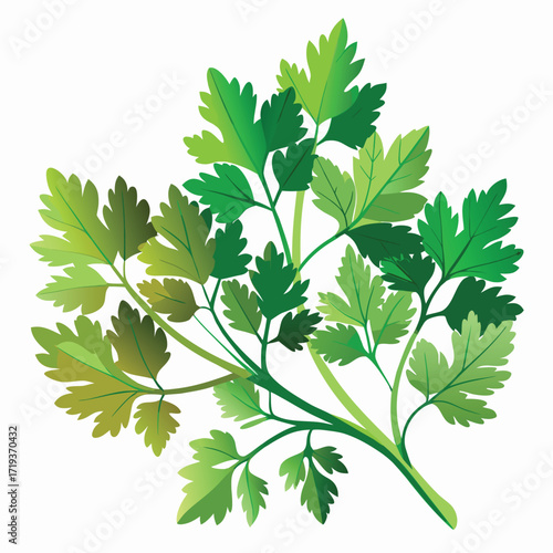 Fresh green parsley sprigs present a visually appealing arrangement on a clean white background