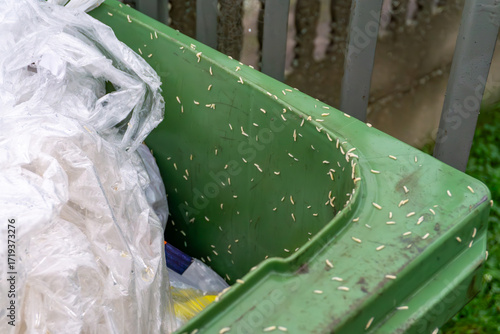 Obraz na płótnie Visible larvae on green waste container, dirty lid indicating hygiene problems and organic decomposition of stored trash
